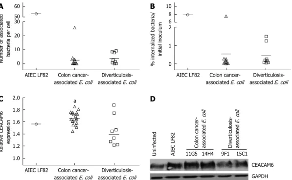 Figure 1  Adhesion, invasion and ability to induce carcinoembryonic antigen-related cell adhesion molecule 6 expression of B2 Escherichia coli strains