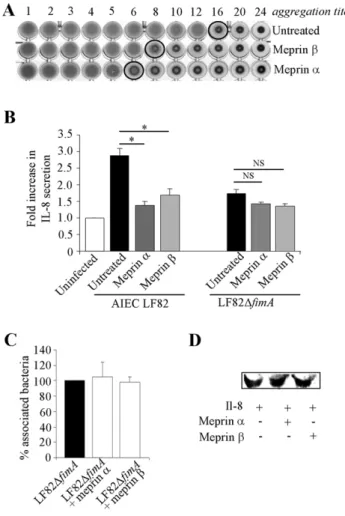 Figure 6. Meprin treatment affect mannose residue recognition by AIEC and AIEC-induced IL-8 secretion by T84 cells