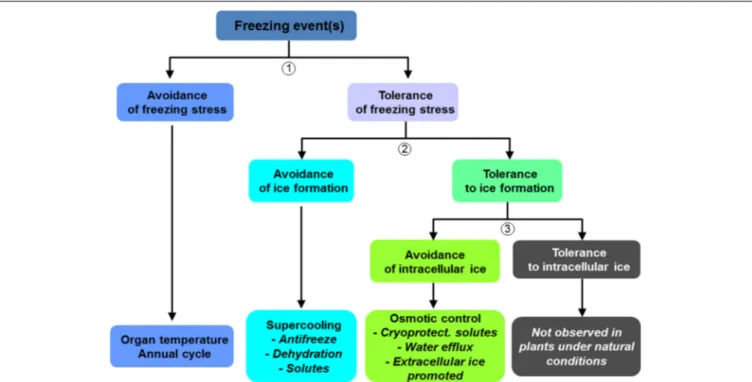FIGURE 1 | Strategies developed by trees to avoid or tolerate freezing stress and ice formation (adapted from Levitt, 1980).