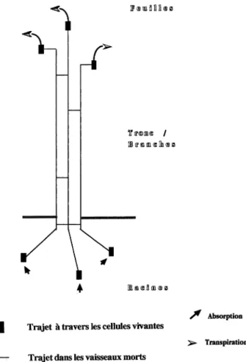 Figure 1. Schéma des deux trajets vasculaire et extra- extra-vasculaire suivi par la sève brute des racines aux feuilles.