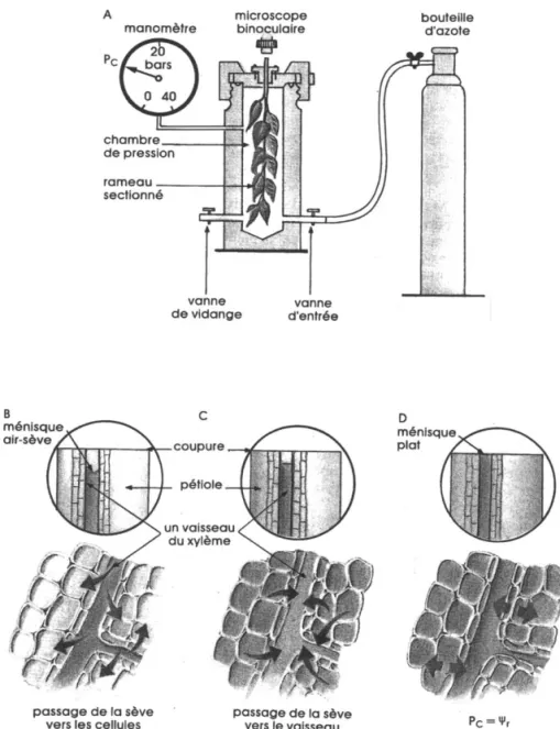 Figure 3. Illustration du principe de la mesure de la tension de la sève par la méthode de la chambre de pression (Cruiziat et Tyree [2]).