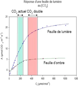 Figure 1.a : Dispositif de mesures d’échange  gazeux (CO 2 , H 2 O) sur jeune Noyer, permettant de  déterminer la photosynthèse et la transpiration en  conditions « naturelles »
