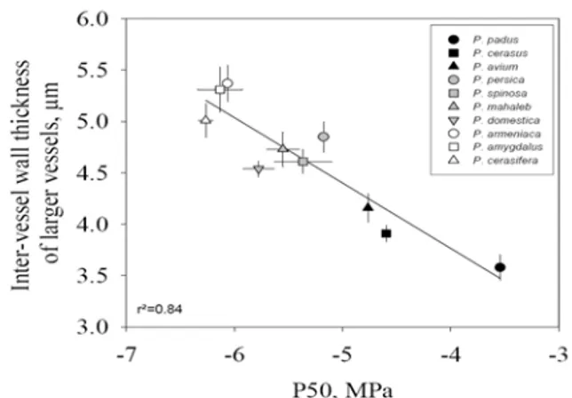 Figure 10 :  Pression  du  xylème  produisant 50 % de perte de conductivité  hydraulique (P 50 ) chez 10 espèces de Prunus  species