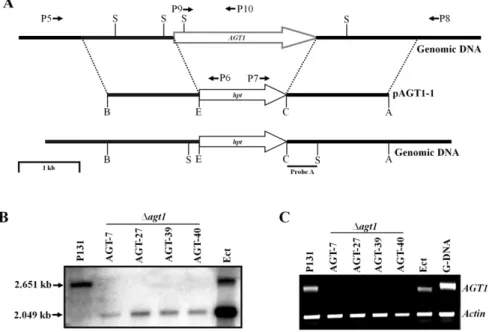 Figure 1. Targeted replacement of the gene AGT1 . (A) The gene AGT1 and gene replacement vector pKOV21-AGT1