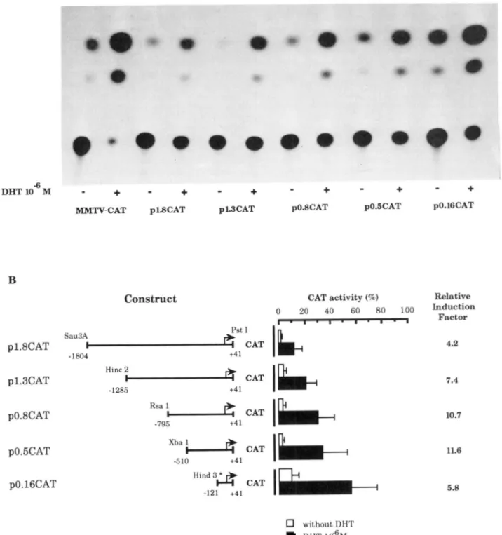 FIG.  2. Androgen-dependent  transcriptional  enhancer  activities of the MVDP promoter  and 5’-flanking region