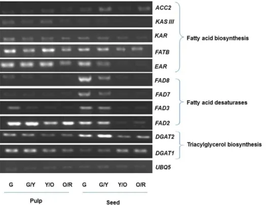 Figure 7. RT-PCR analysis of genes involved in fatty acid and triacylglycerol biosynthesis in seed and pulp tissues at different developmental stages of fruit from RC-4 cultivar