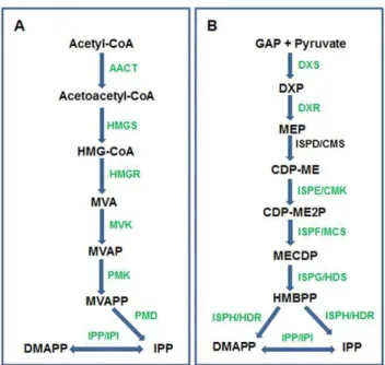 Figure 8. Sea buckthorn sequences associated with isoprenoid biosynthesis by A) cytosolic MVA pathway and B) plastidial MEP pathway
