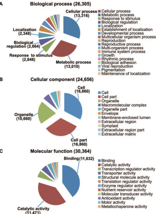 Figure 5. Gene Ontology annotation of sea buckthorn unigenes. A) Biological process; B) Cellular component; C) Molecular function.