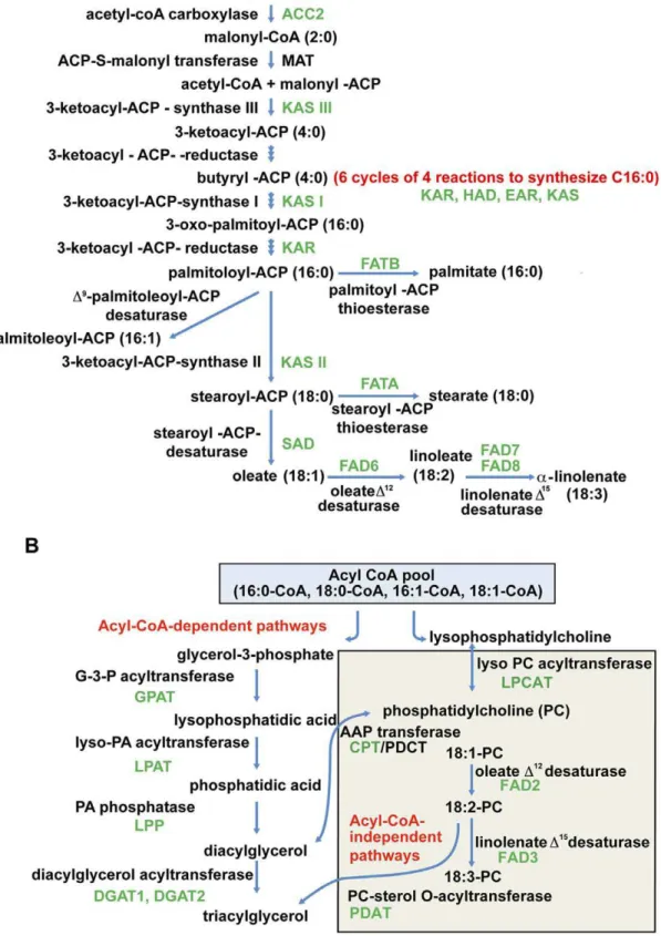 Figure 6. Sea buckthorn sequences associated with fatty acid A) and triacylglycerol B) biosynthetic pathways