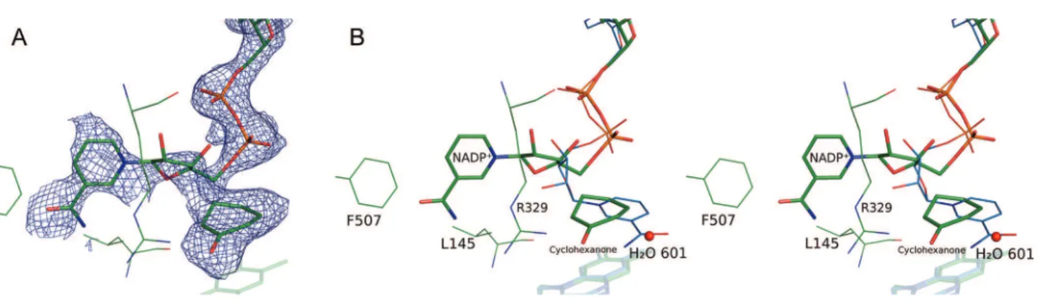 Figure 1. View of the active site in the CHMO Rotated (green) structure. The positions of FAD, NADP + , and cyclohexanone are shown