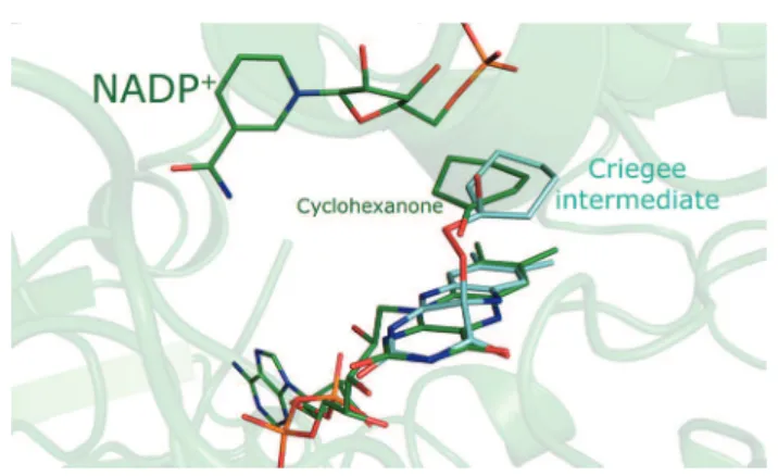 Figure 3. The CHMO Rotated crystal structure (green) is shown superimposed on a model of the Criegee intermediate (cyan)