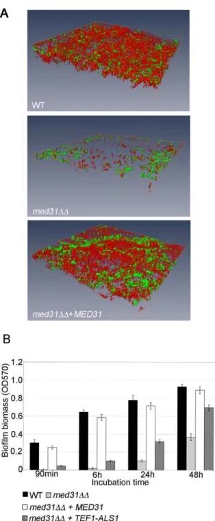 Figure 5. Med31 is necessary for wild-type biofilm formation, and ALS1 is a relevant Med31 gene target for this phenotype
