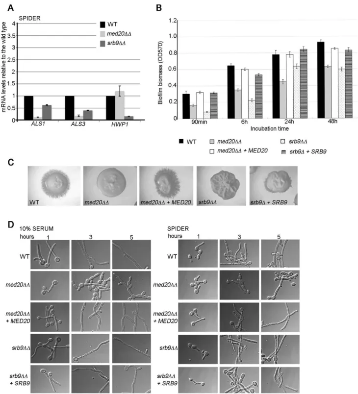 Figure 6. The Mediator Head domain subunit MED20 and SRB9/MED13 from the Kinase domain contribute to filamentous growth and biofilm formation by C