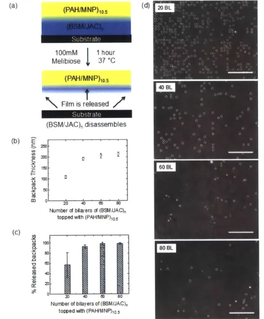 Figure 4-3:  (a)  Scheme  of the cell  backpack  composition  for the  release  tests (b)  Growth curve of final backpack  patches  topped  with  (PAH/MNP)IO