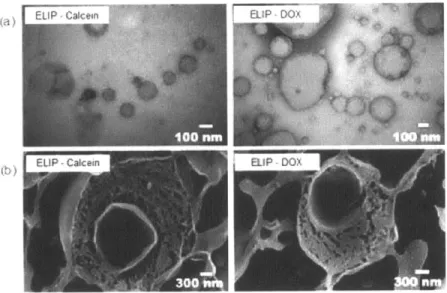 Figure  5-1:  (a)  TEM  micrographs of ELIP  encapsulating  calcein  or doxorubicin.  (b)  Cryo-SEM micrographs  of freeze-fractured  vesicles  loaded  with  calcein  or  doxorubicin.