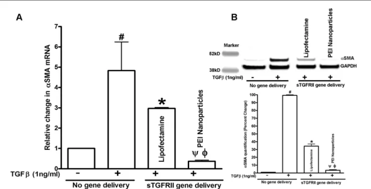 Figure 3B shows the results of αSMA immunoblotting  performed with protein lysates prepared from HCF cultures  transfected with nanoparticle or lipofectamine and grown  in ±of TGFβ1