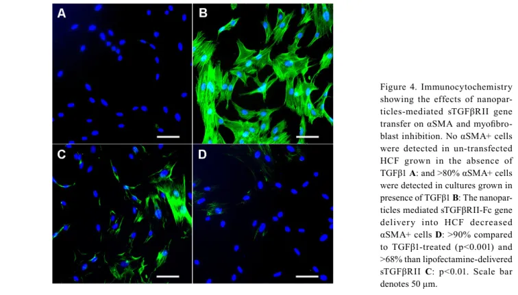 Figure 5 shows the effects of nanoparticles (PEI-sTGFβRII-Fc  plasmid) on cellular proliferation measured with MTT assay  (Figure 5A) and total cell loss determined with DAPI-staining  (Figure 5B) at various time points