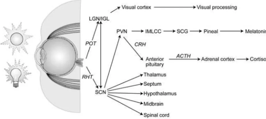 Figure 1. Pathways from eye to brain (CIE, 2004/ 2009). Simplified schematic diagram  of two eye-brain pathways