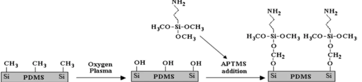 Figure 3. The chemical process of covalently attaching aminopropyltrimethoxysilane  (APTMS) to poly(dimethylsiloxane) (PDMS) surface