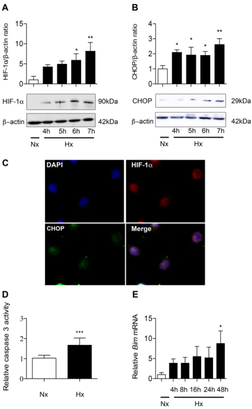 Figure 4.  Hypoxia induces HIF-1 α, CHOP and apoptosis in alveolar epithelial cells exposed to hypoxia