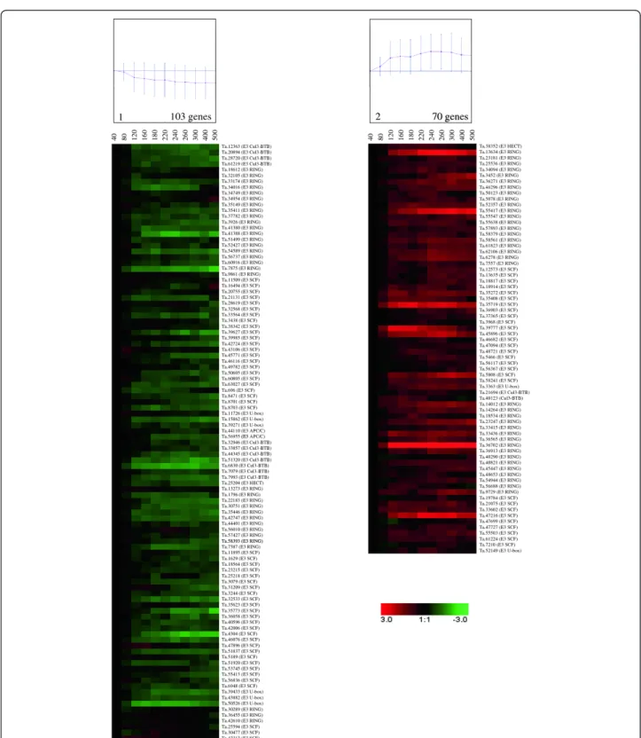 Figure 3 Expression patterns of differentially expressed E3 ligase genes in developing wheat grain