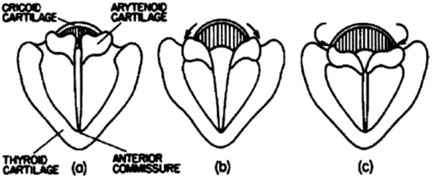 Figure  1.1:  A  view  of the  glottis  from  the back  of the  oral  cavity  looking  down- down-ward,  showing  the  vocal  folds  and  arytenoids