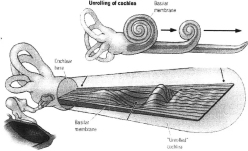 Figure  1.4:  A schematic  diagram of the cochlea, showing  the position of the basilar membrane
