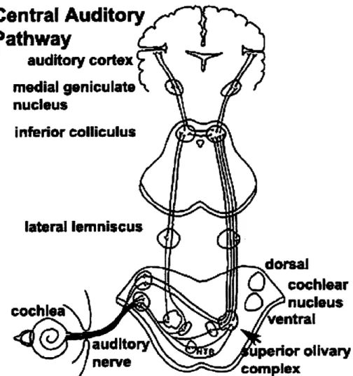Figure  1.7:  A diagram  of the  auditory pathway,  showing  the major structures  from the cochlea to auditory  cortex