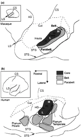Figure  1.8:  A  diagram  of auditory  cortex,  showing  a  lateral  view  of the  macaque (a)  and  human  brain  (b)