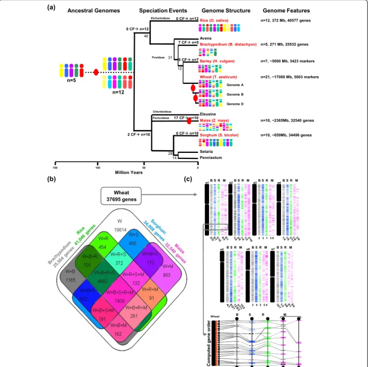 Figure 1 Homolog gene conservation between wheat and cereal sequenced genomes. (a) Cereal genome paleohistory