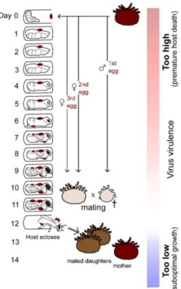 Figure 1. Hypothetical impact of indirect vector transmission on virus virulence evolution in Apis mellifera