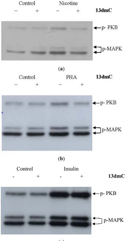 Figure 2. Phosphorylation of PKB and MAPK by nicotinic agonists is inhibited by  13dmC