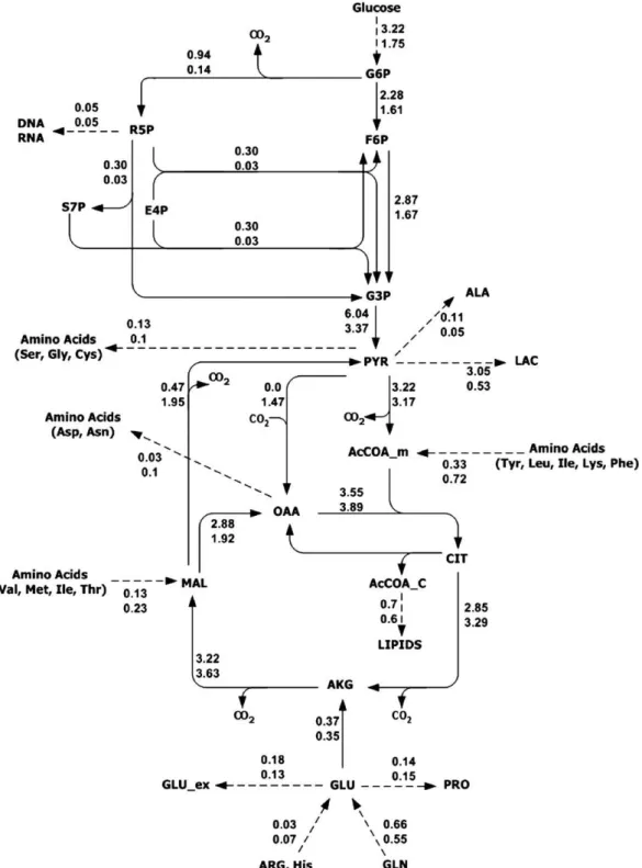 Fig. 5. Intracellular fluxes for 293-D9 (upper values) and 293-F5 (bottom values) cells