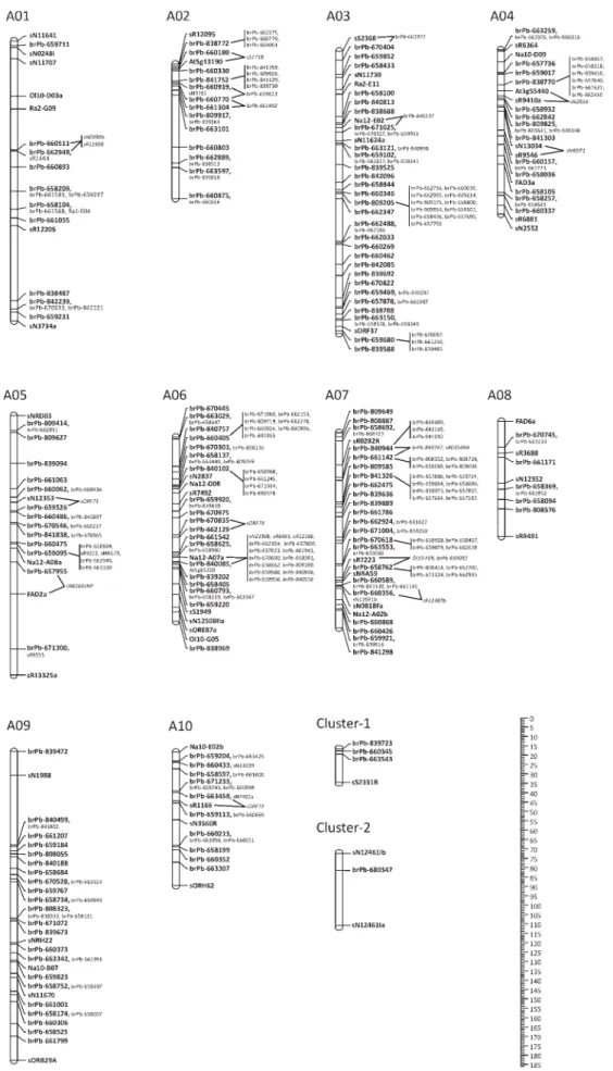 Figure 3. Graphical representation of the genetic linkage map constructed in the DH population from Lynx/Monty