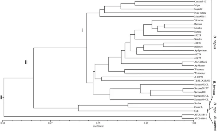 Figure 2. Dendrogram showing the genetic relationship among 32 accessions of B. napus, B