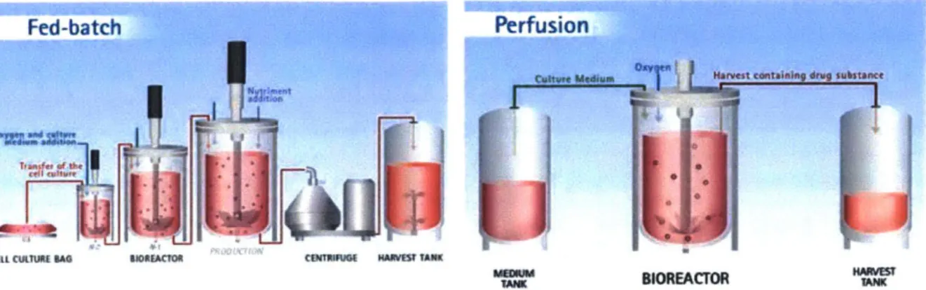 Figure 2-1:  Fed-batch  versus perfusion  processes  [24].  It  should  be  noted  that  both  fed-batch  and perfusion processes  start  with  an  expansion  of cells  prior  to  bioreactor  processing.