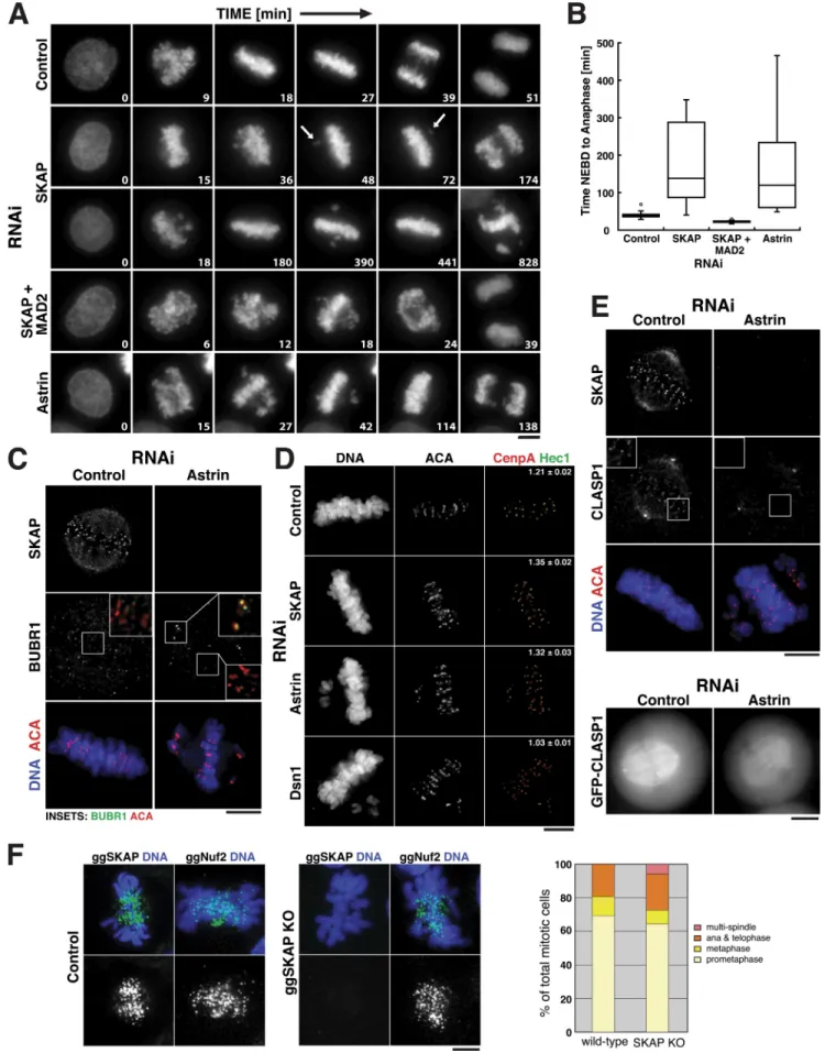 Figure 4.  Astrin and SKAP depletion causes a checkpoint­dependent mitotic arrest. (A) Selected images from time-lapse movies of HeLa cells expressing  YFP-H2B in either control cells, SKAP-depleted cells, Astrin-depleted cells, or SKAP and Mad2 codepleted
