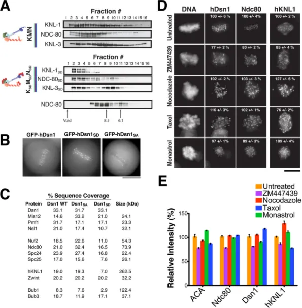Figure 1. Phosphorylation of the KMN network by Aurora B does not affect kinetochore assembly (A) In vitro assembly properties of the C