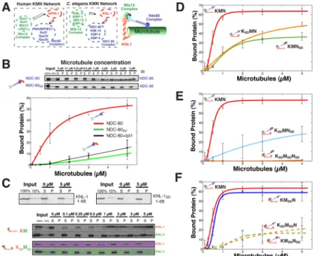 Figure 2. Combinatorial phosphorylation of the KMN network generates multiple levels of microtubule binding activity