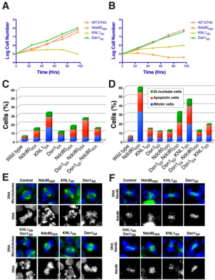 Figure 3. The phosphorylation of the KMN network has synergistic effects in vivo