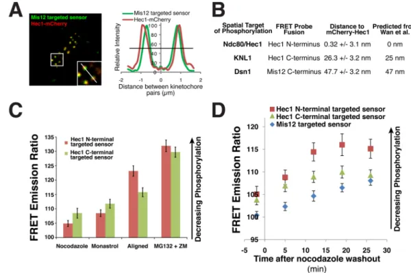 Figure 5. Differential phosphorylation of the KMN network under distinct kinetochore attachment states modulates outer kinetochore microtubule binding activity