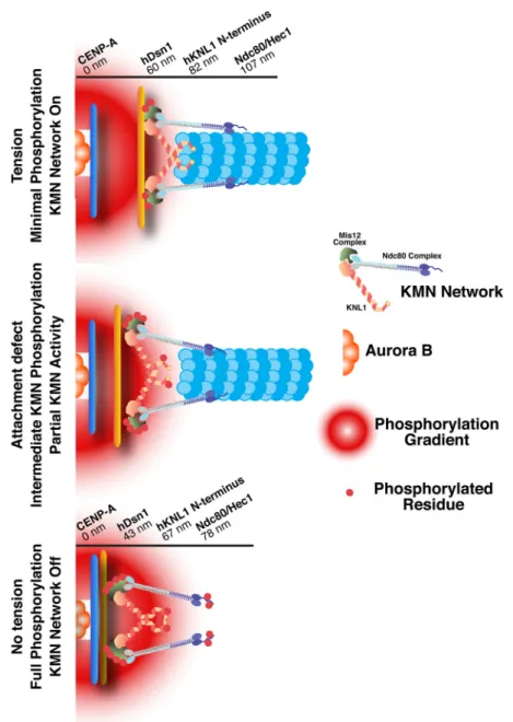 Figure 6. Differential phosphorylation of the KMN network under distinct kinetochore attachment states modulates outer kinetochore microtubule binding activity