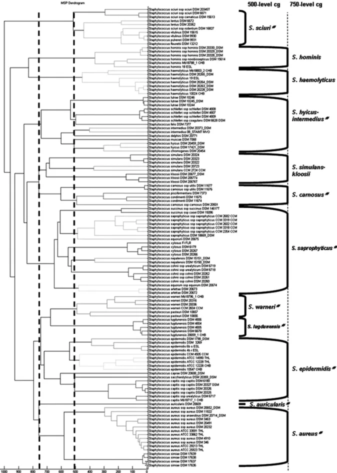 FIG. 1. Classification of staphyloccal reference strains. Shown is a score-oriented dendrogram of staphylococcal reference strains included in the database
