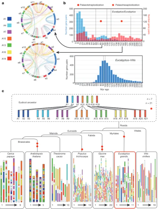 Figure 2 | Eucalyptus grandis genome synteny, duplication pattern and evolutionary history.