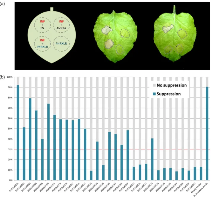 Figure 3. Plasmopara halstedii core RXLR effectors suppress pattern-triggered immunity (PTI) in Nicotiana benthamiana leaves.(a) Diagram of PTI suppression assay (left) and results of suppression tests (middle and right leaves)