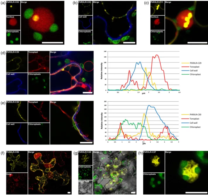 Figure 5. Colocalization studies confirm the original targeting of cell compartments by Plasmopara halstedii core RXLR effectors.Confocal images of p35S-YFP- p35S-YFP-PhRXLR and RFP-tagged marker constructs that were transiently expressed by agroinfiltrati