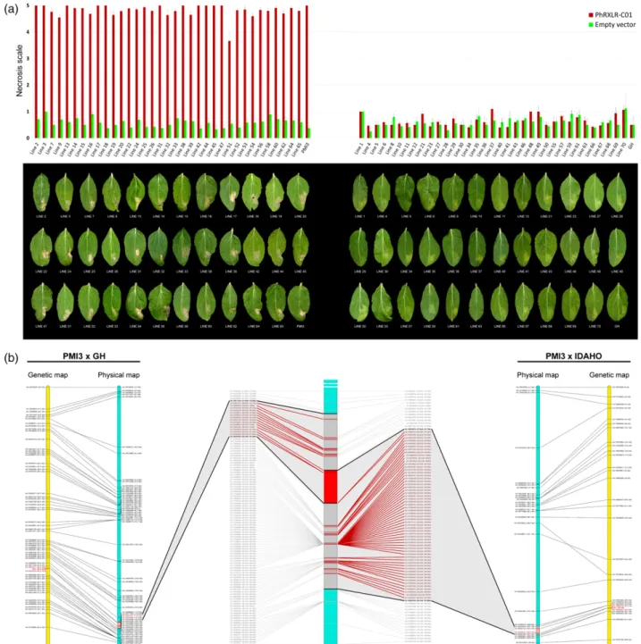 Figure 6. The Pl22 downy mildew resistance gene and recognition of the core effector PhRXLR-C01 co-segregate on chromosome 13 of sunflower.(a) Thirty-five Pl22 resistant (left graph) and 35 susceptible (right graph) F3 progenies of the cross PMI3 (Pl22) 9 