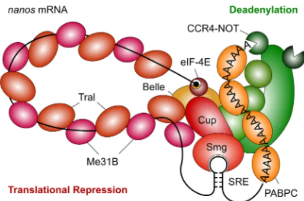 FIGURE 8. Model of the SRE-dependent repressor complex. The car- car-toon is based on the results of this paper and the references cited in the Discussion