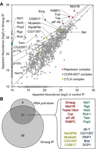 FIGURE 3. MS analysis of proteins coprecipitated with Smg. (A) Quantitative MS data were plotted for the Smg immunoprecipitation versus a preimmune control