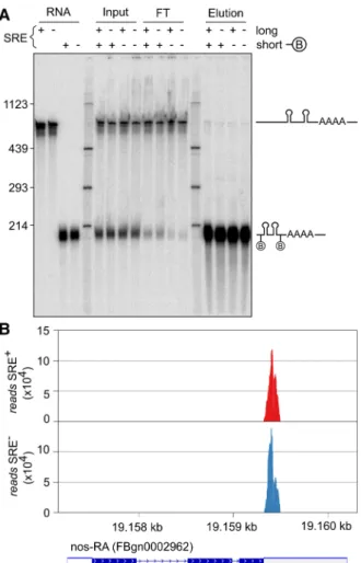 FIGURE 4. SRE-containing RNAs do not oligomerize. (A) A biotiny- biotiny-lated RNA of 200 nt (SREonly; SRE + or SRE − ) and a nonbiotinylated RNA of 630 nt (AUGonly; SRE + or SRE − ) were incubated together in embryo extract under conditions permitting ass